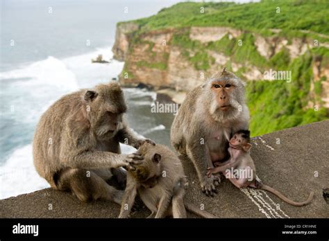 Indonesia, Bali, Uluwatu Temple, monkeys Stock Photo - Alamy