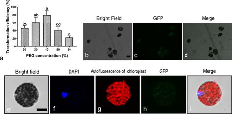 Results of protoplasts’ transformation. a Effect of PEG on Protoplast... | Download Scientific ...