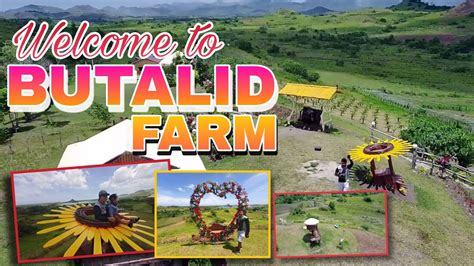 Tara Sa BUTALID FARM Sitio Luacan Brgy Paraiso Milagros Masbate