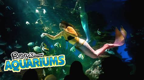 Mermaid Show At Ripleys Aquarium Gatlinburg Tn 62222 Youtube