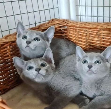 Russian blue kittens for adoption