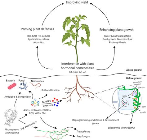 Figure 1 From Deciphering TrichodermaPlantPathogen Interactions For