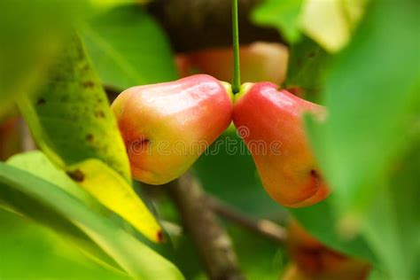 Java apple on tree in farm stock photo. Image of alimentary - 247523504