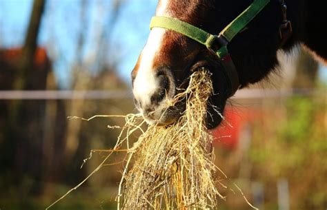 Tips Para Equilibrar La Dieta De Tu Caballo Revista Mundo Equino