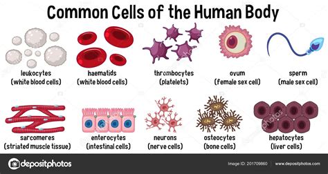 Common Cells Human Body Illustration Stock Vector Image by ©brgfx #201709860