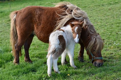 4,000+ Free Shetland-Pony & Shetland Pony Images - Pixabay