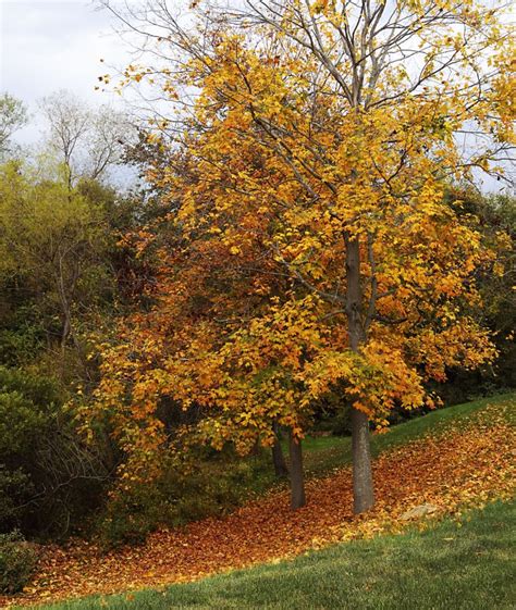 This Years Leaf Peeping Season Should Be Spectacular The Almanac