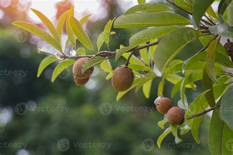 Zapote Fruta En El Rbol Eso Es Un En Forma De Arbusto Fruta Rbol El