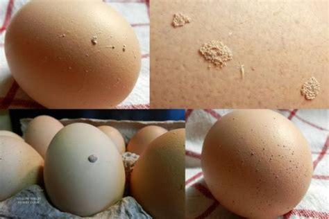 Check Out These Weird Chicken Eggs Strange Stuff Here Food And Farming