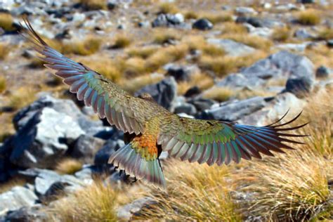 Kea: Researchers Shed Light on History of Famous New Zealand Parrot ...