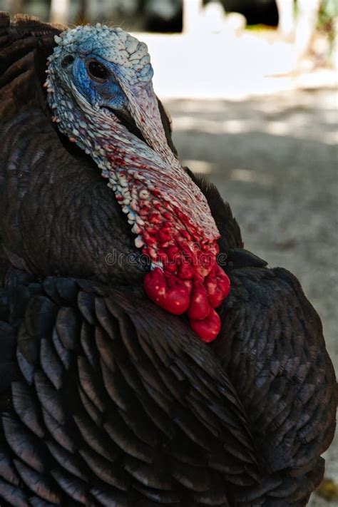 Pavo Ocelado Nativo De La Península De Yucatán Foto de archivo Imagen