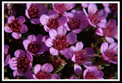 Views of Canada's North: Arctic Flowers