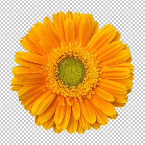 Calendula Png PSD 6 000 modèles PSD gratuits de haute qualité à