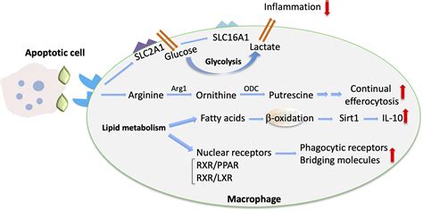 Frontiers Phagocytosis Of Apoptotic Cells In Resolution Of Inflammation