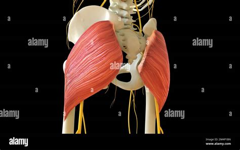 Gluteus Maximus Muscle Anatomy For Medical Concept 3d Illustration