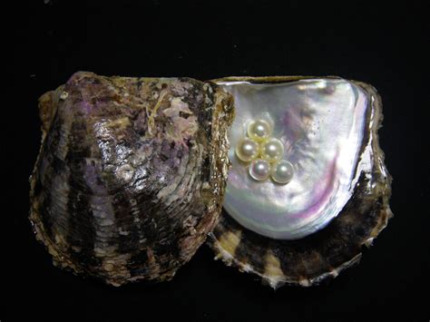 Scientists are decoding the genome of pearl oysters | Popular Science