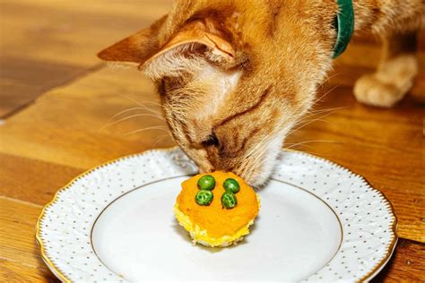 cat food birthday cake 7