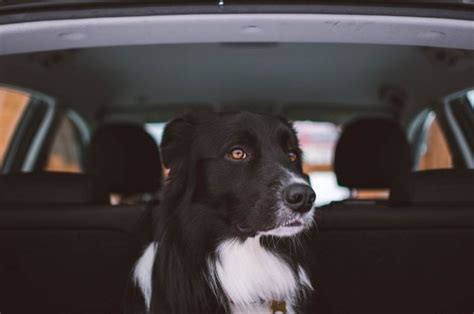 C Mo Transportar Un Perro En Un Coche Trucos Y Consejos