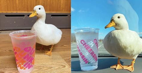 A duck named ‘Munchkin’ likes to drink ice water out of Dunkin’ cups. She has millions of fans ...