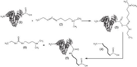 Reaction Scheme Of Bsa Peptide Conjugation Bsa 1 Edc 2 O