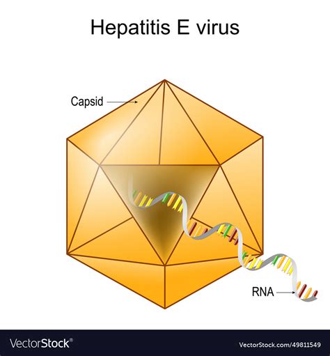 Structure Of Hepatitis E Virus Virion Anatomy Vector Image