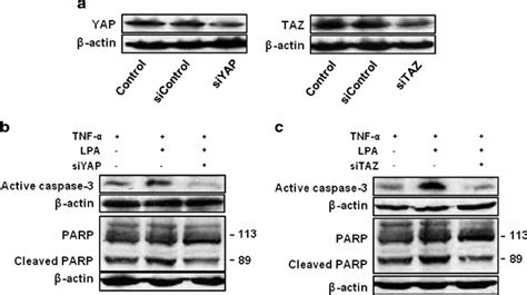 Involvement of YAP TAZ in TNF α and LPA induced apoptosis a