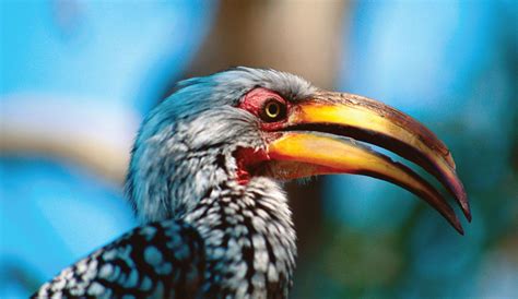 Hornbill | Rainforest, Endangered & Conservation | Britannica