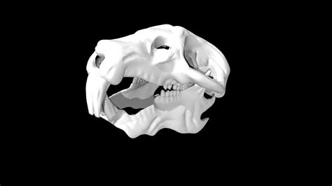 Rat Skull 3d Model Rigged And Low Poly Team 3d Yard