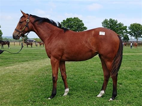 【pog】さすが良血 根性＆パワーも十分ドナウエレン馬三郎のつぶやき 競馬ニュース Netkeiba