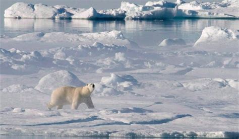 Draft Plan Says Nunavut Has Too Many Polar Bears And Climate Change Isn