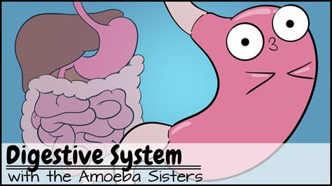 Youtube Amoeba Sisters Body Systems