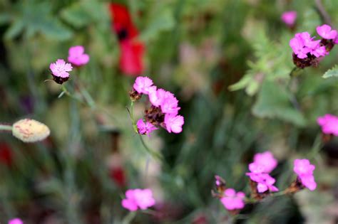 Dianthus Cruentus Introduced USA EFlora Of India