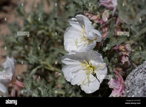 California Evening Primrose Oenothera Californica Onagraceae Native