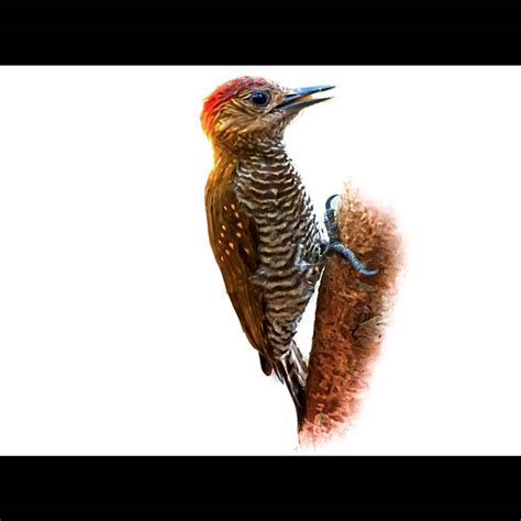 Red-stained Woodpecker (Veniliornis affinis) identification - Birda