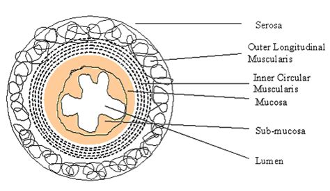 Human Digestive System Sureden Your Education Partner