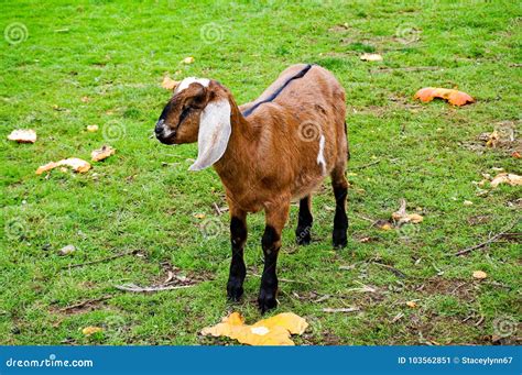 Young Anglo Nubian Goat In A Field Stock Image Image Of Brown Floppy