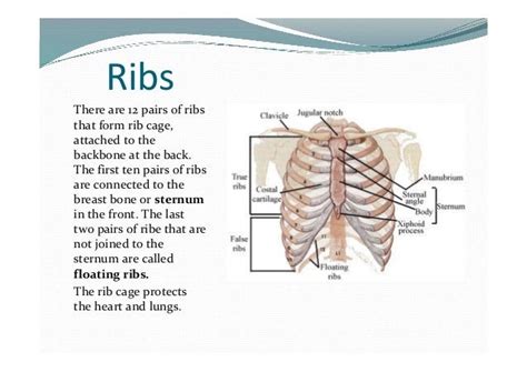 body parts    rib cage skeletal series part