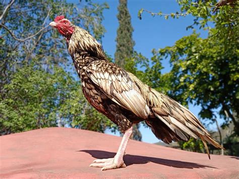 Asil Rooster Stock Photos Free And Royalty Free Stock Photos From