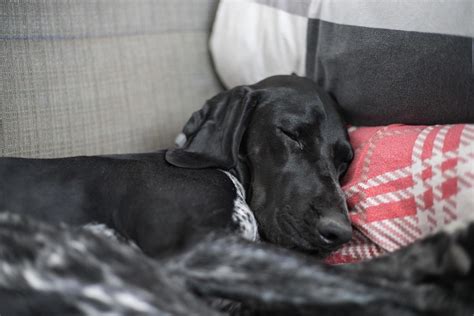 Dog Sleeping In Bed Stock Photos, Images and Backgrounds for Free Download