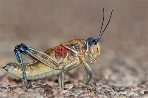 Plains Lubber Grasshopper Brachystola Magna