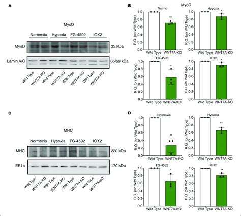 Modulation Of Myod Nuclear Translocation And Myosin Heavy Chain Mhc Download Scientific