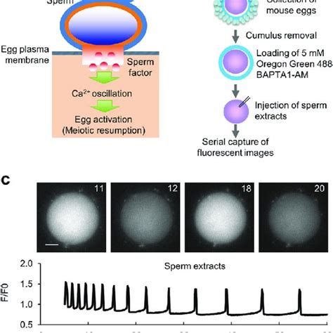 Schematic Model Of The Role Of ECS In Ca 2 Oscillation In The Eggs A