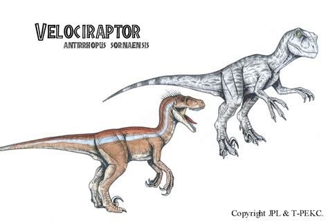 Headcanon Velociraptor Appearances Jurassic Park Poster Jurassic Park Velociraptor