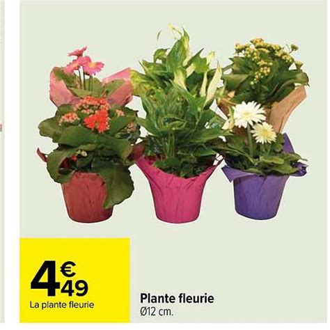 Promo Plante Fleurie Chez Carrefour ICatalogue Fr