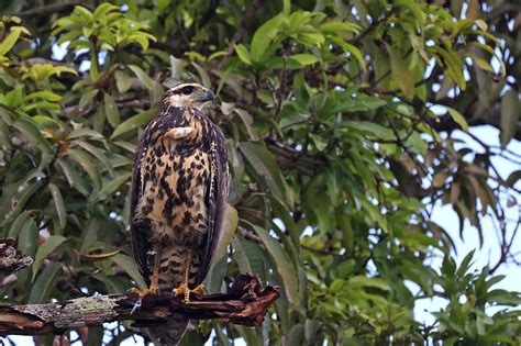 Buteogallus Urubitinga Buse Urubu Great Black Hawk Juven Flickr