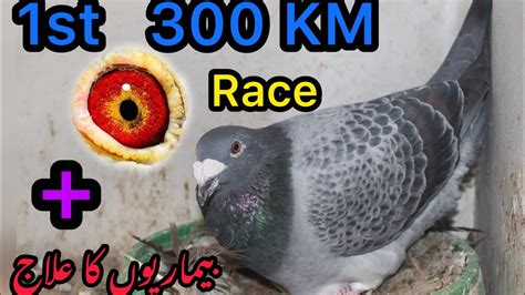 Racing Pigeons Race Racer Pigeons Treatment Kalapati YouTube