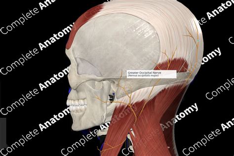 Greater Occipital Nerve | Complete Anatomy