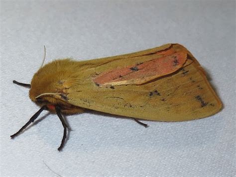 Toronto Wildlife - More Isabella Tiger Moths