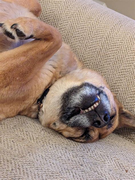 Upside Down Smile Rtoofers