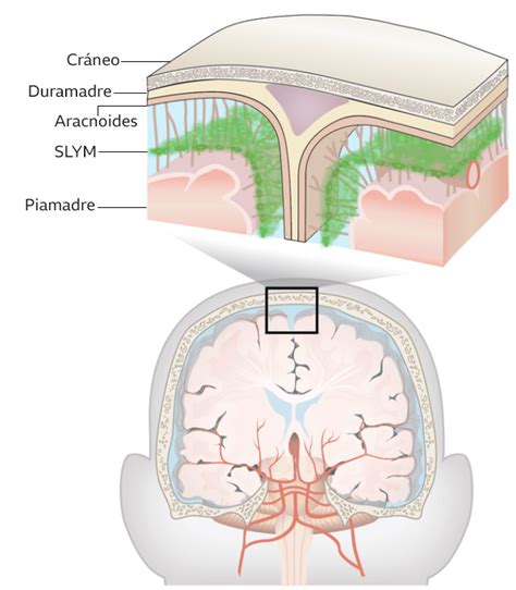 Slym El Linfatico Del Cerebro Enriquerubio Net